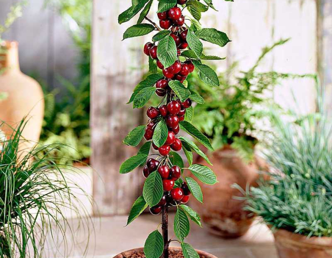 Säulenkirsche Sylvia