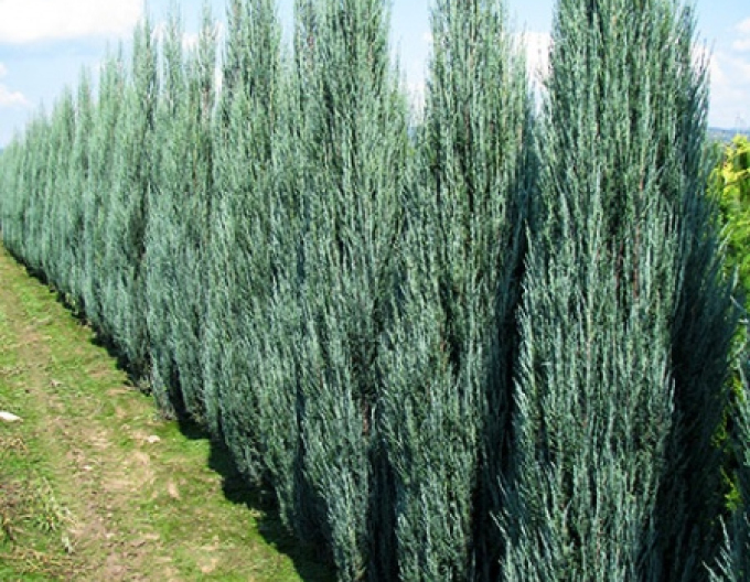 Raketenwacholder Blue Arrow