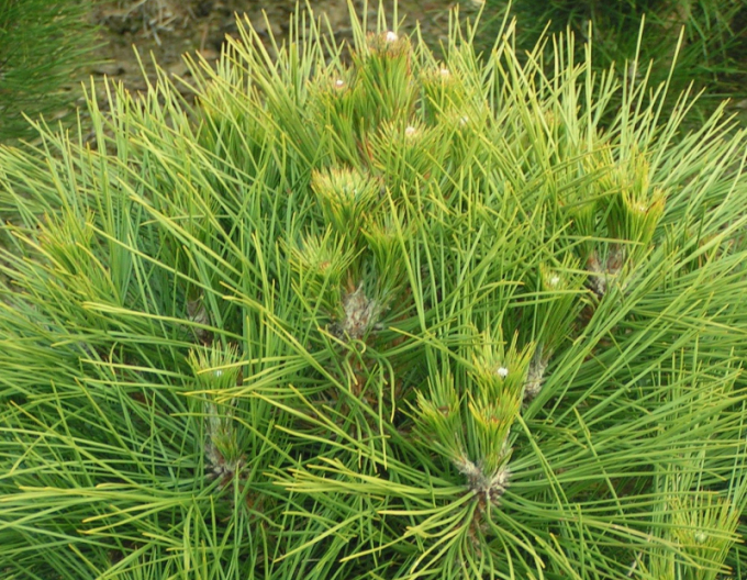 Schwarzkiefer  Spielberg