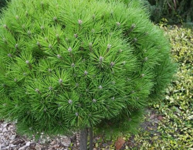 Schwarzkiefer "Bambino" auf einem Pflock