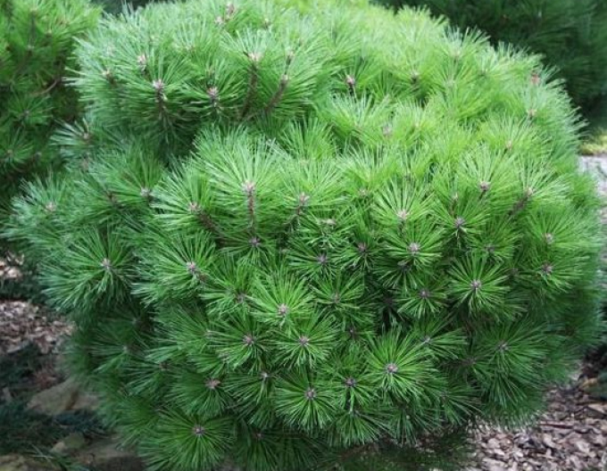 Schwarzkiefer "Bambino" auf einem Pflock