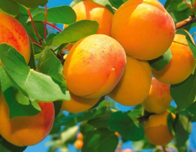 Aprikose Harlayne auf Myrobalan, wurzelnackt