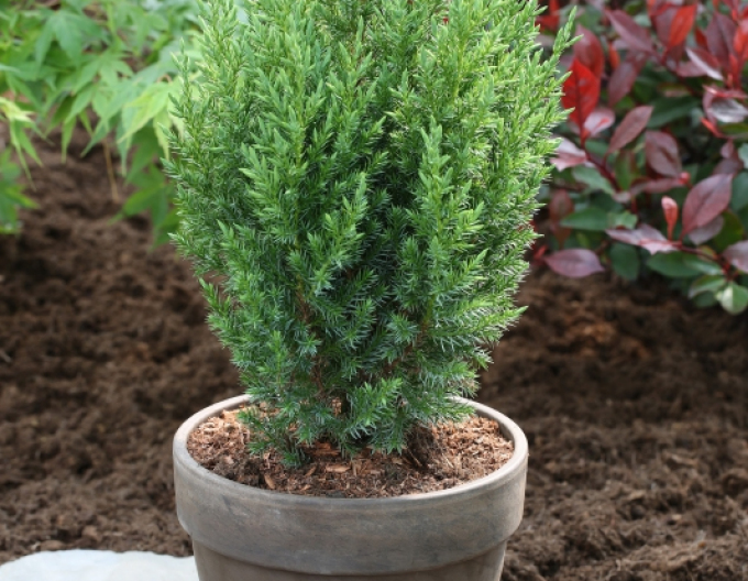 Chinesischer Wacholder Stricta