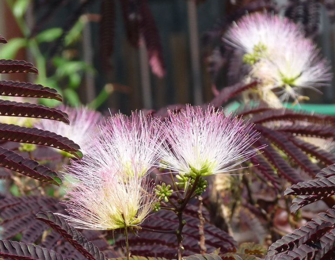 Albizia rosa Summer Chocolate 125 - 150cm