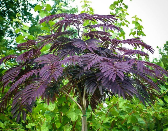 Albizia rosa Summer Chocolate 125 - 150cm