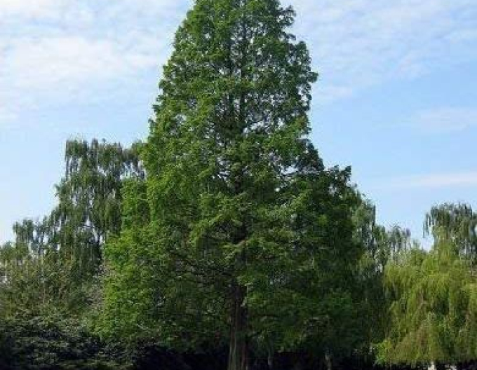 Chinesische Metasequoia