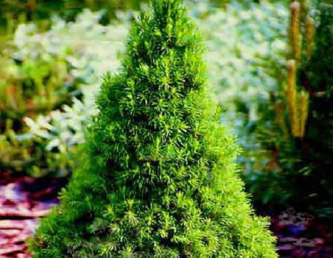 Weißfichte Dezember