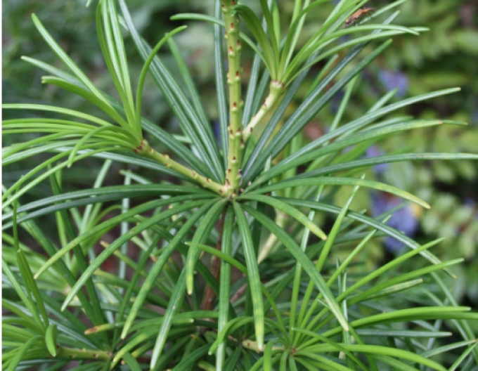 Japanische Schirmtanne 30/40cm