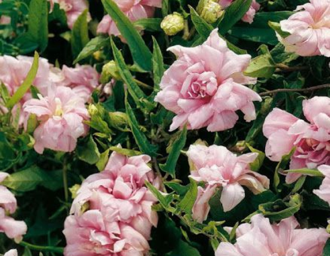 Chinesische Zaunwinde Multiplex