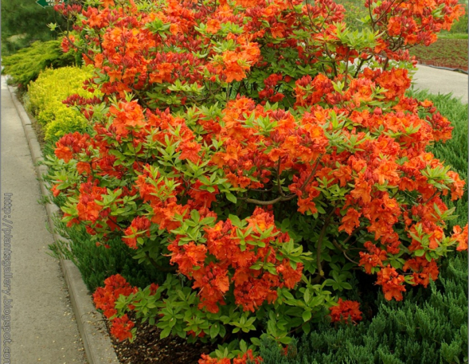 Azalee großblumig Gibraltar