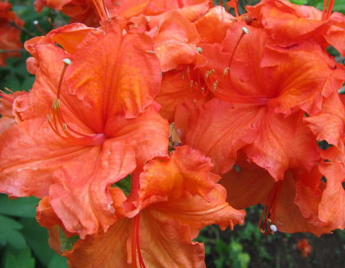 Azalee großblumig Gibraltar