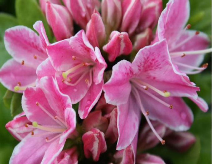 Japanische Azalee Kermesina Rose