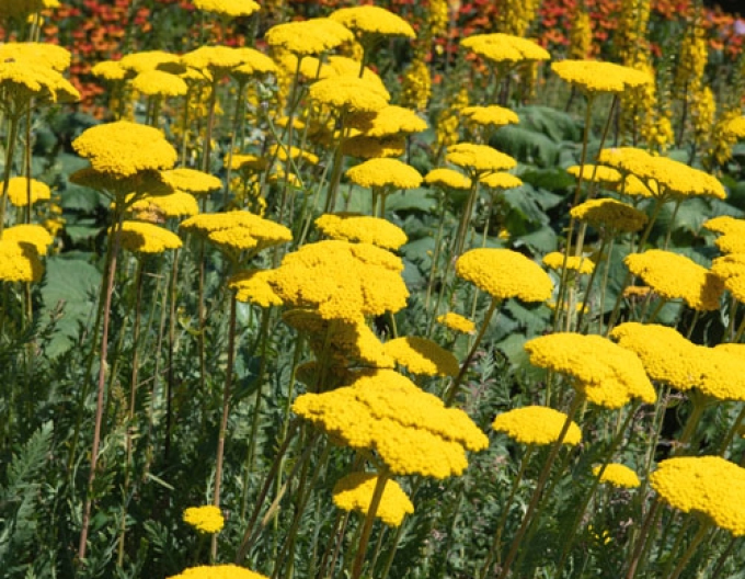 Goldgarbe Cloth of Gold