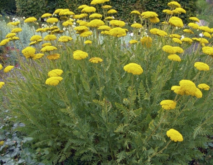 Goldgarbe Cloth of Gold