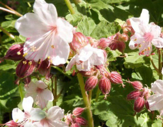 Spessart-Wolfsmilch Spessart