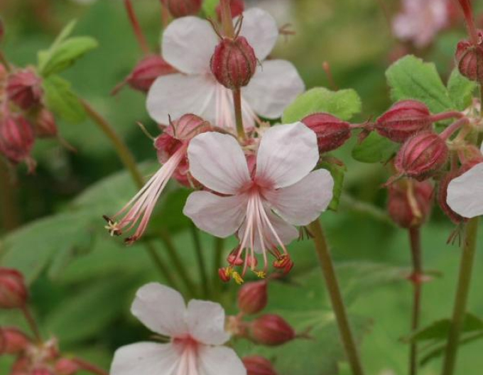 Spessart-Wolfsmilch Spessart