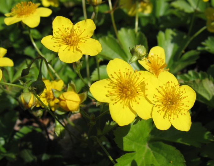 Dreiblättrige Waldsteinie