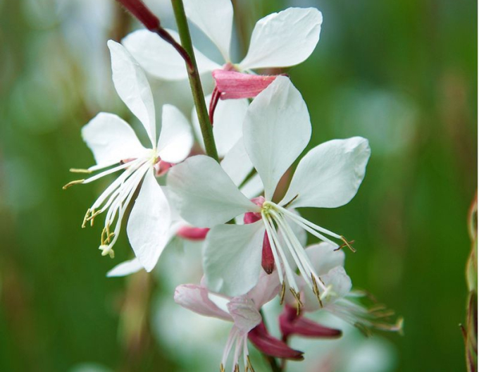 Gaura ´Whirling Butterflies