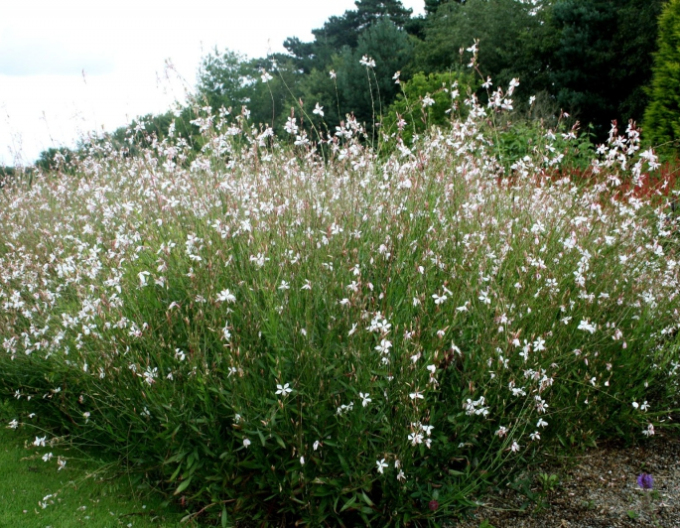 Gaura ´Whirling Butterflies