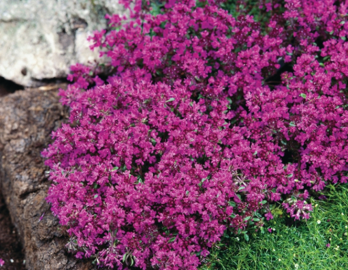 Teppich-Thymian ’Red Carpet’