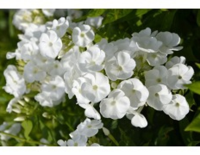 Flox Sweet Summer Schnee