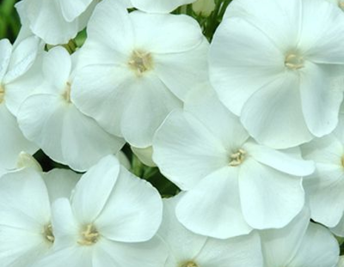 Flox Sweet Summer Schnee