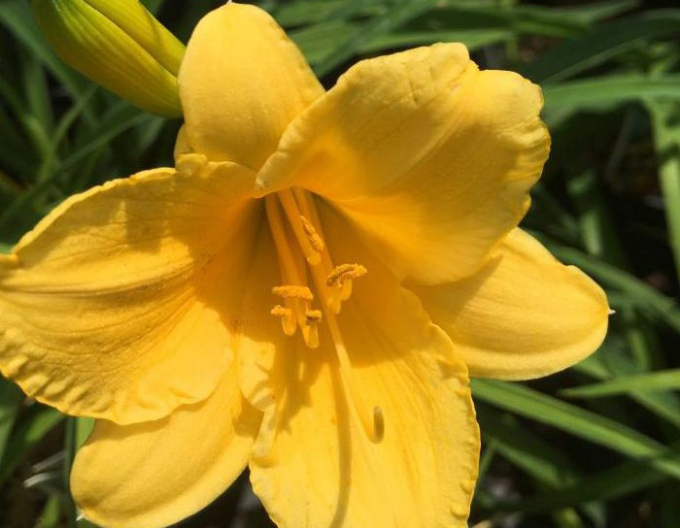 Taglilie Stella d´Oro