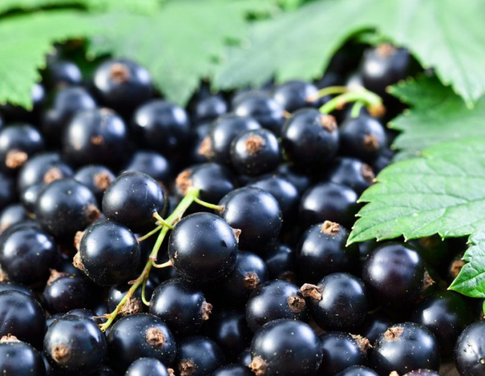 Schwarze Johannisbeere Ojebyn - Stämmchen, wurzelnackt