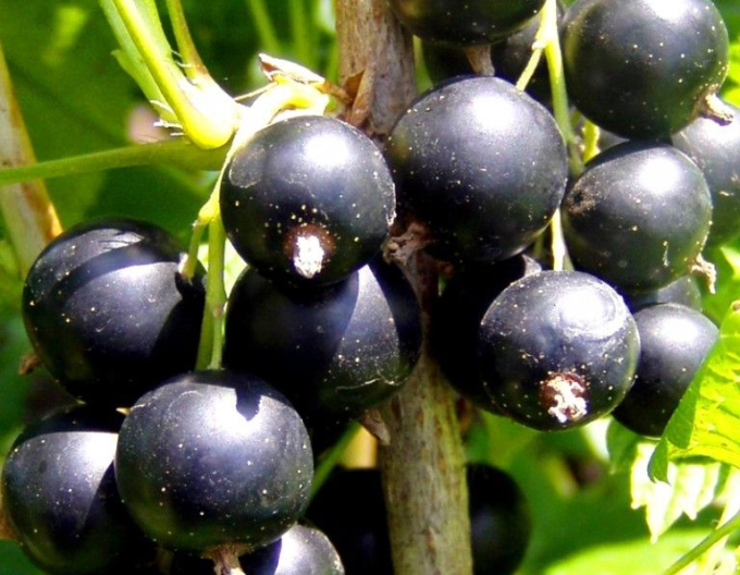 Schwarze Johannisbeere Ojebyn - Stämmchen, wurzelnackt