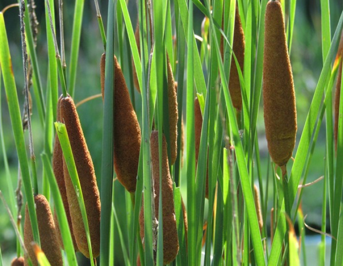Schmalblättriger Rohrkolben