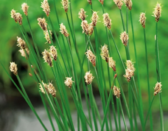 Gewöhnliche Sumpfbinse