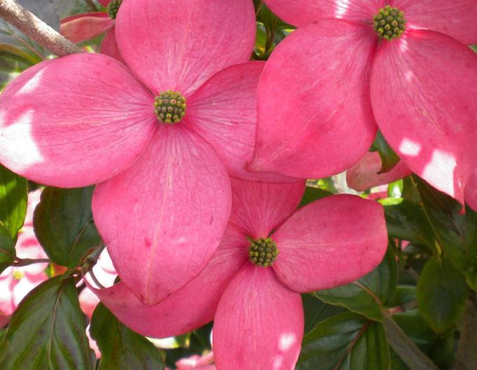 Japanischer Hartriegel Satomi (Cornus cousa Satomi)