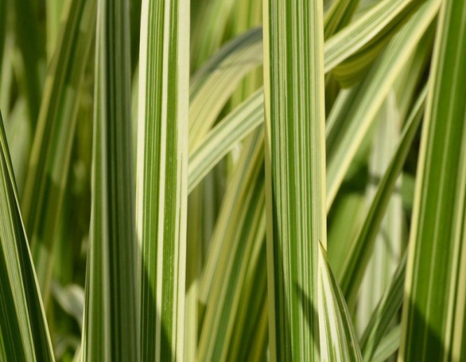Gartensüßgras  Variegata