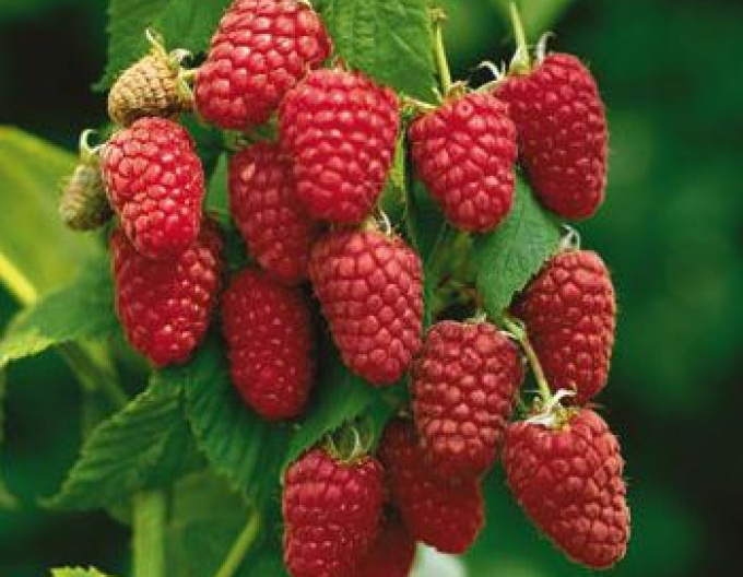 Rote Himbeere Autumn Bliss immertragende