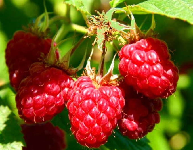 Malina červená ´Willamette´