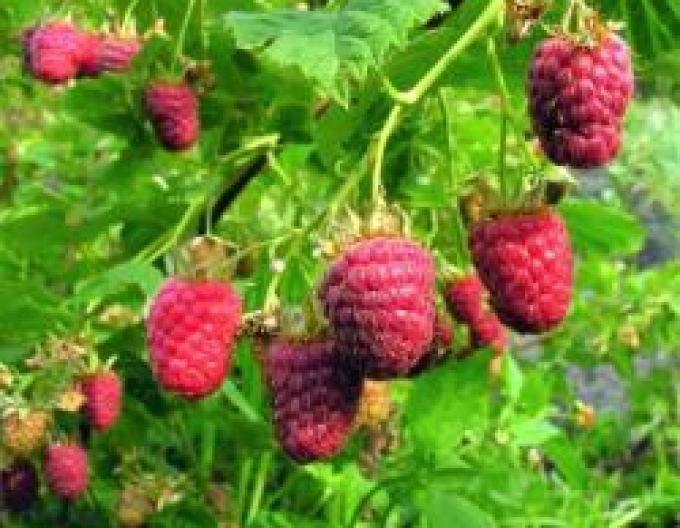 Rote Himbeere Willamette