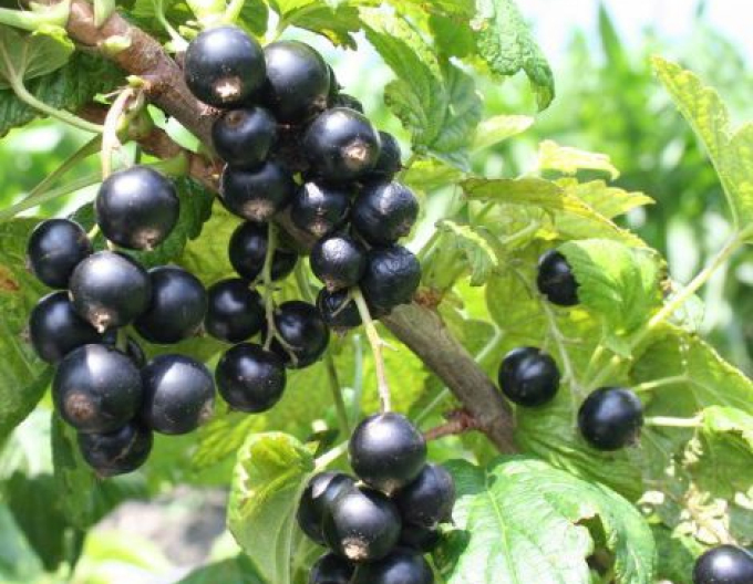 Schwarze Johannisbeere Cassisima Noiroma Strauch