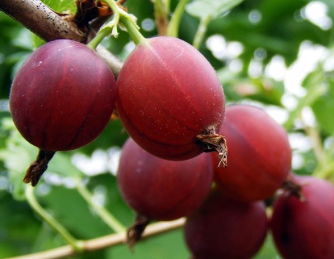 Rote Stachelbeere Captivator Strauch