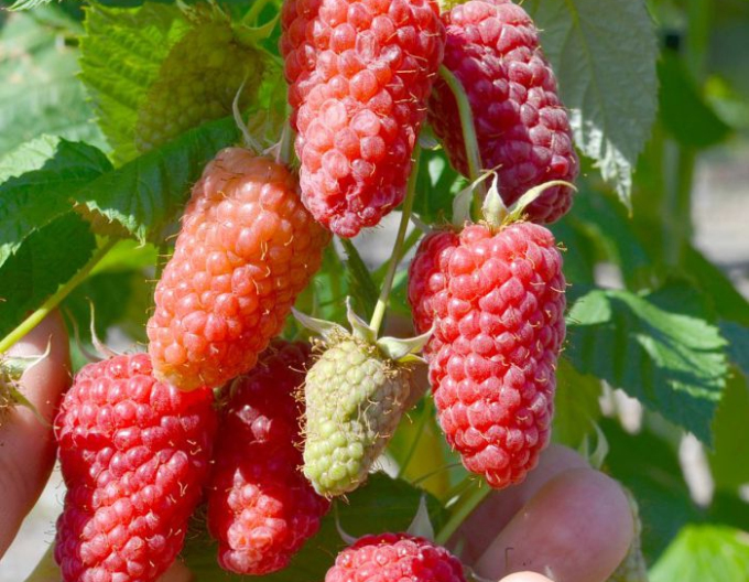 Himbeere Gordost Rosyi