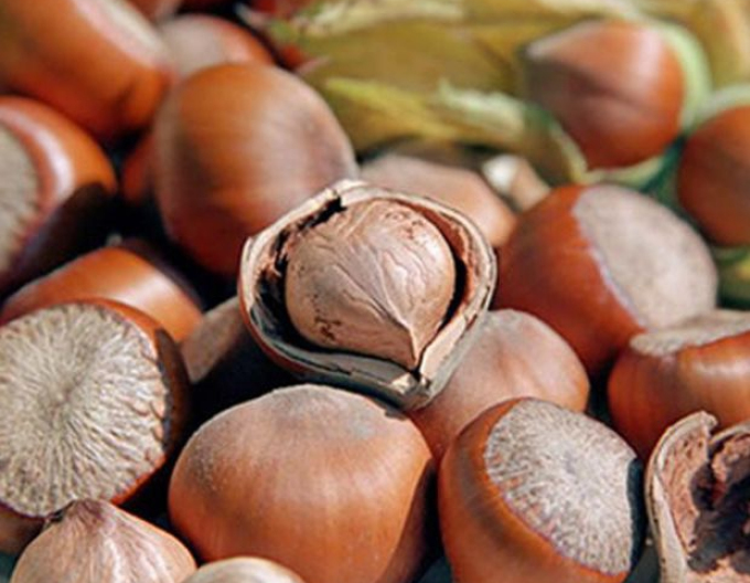 Haselnuss Tonda Romana