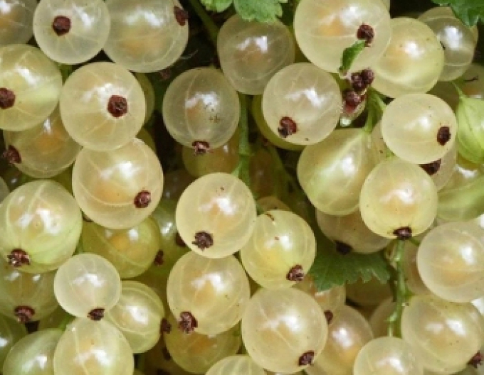 Weiße Johannisbeere Blanka Strauch