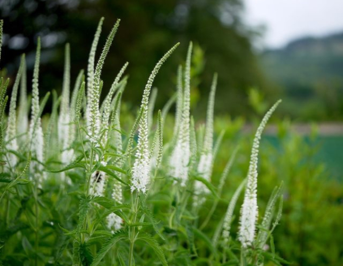 Veronika kobia Weiß