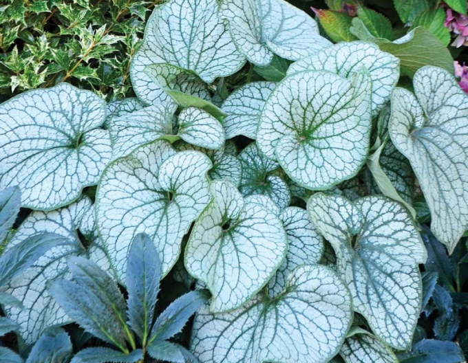 Brunnera Silver Heart