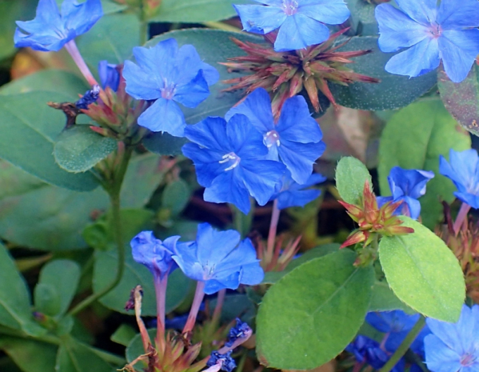 Chinesischer Bleiwurz