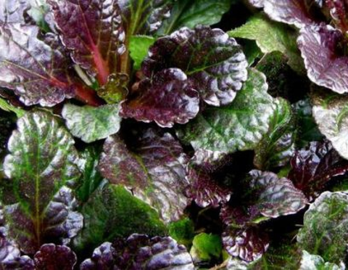 Schwarze Jakobsmuschel