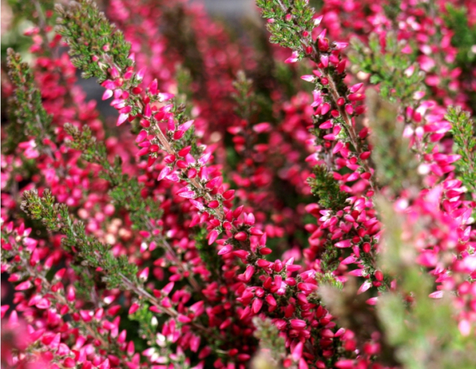 Heidekraut Aphrodite