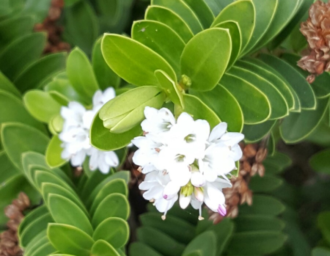 Strauchveronika New Zeland Gold