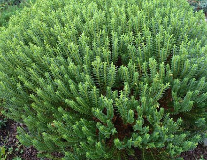 Strauchveronika New Zeland Gold