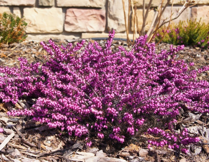Irische Heidekraut Kramers Rote