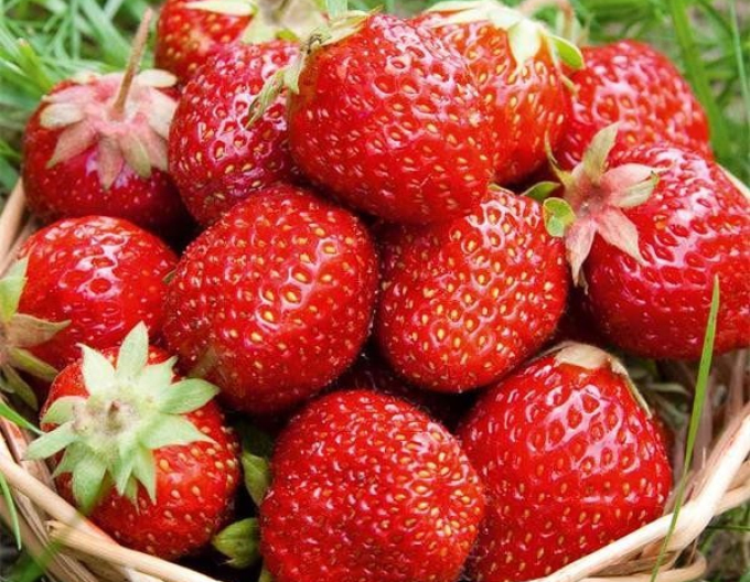 Erdbeere Rumba Exklusive